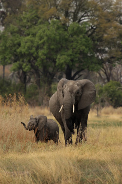 this-is-wild:  (via 500px / Elephants by Dirk-R) 