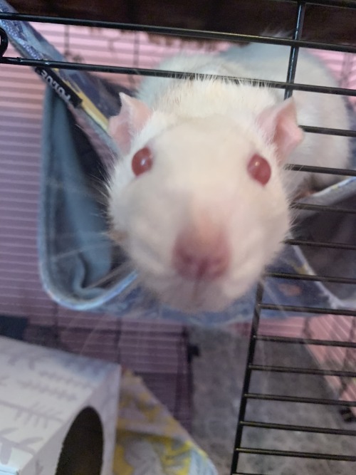 Rats Evaluating You