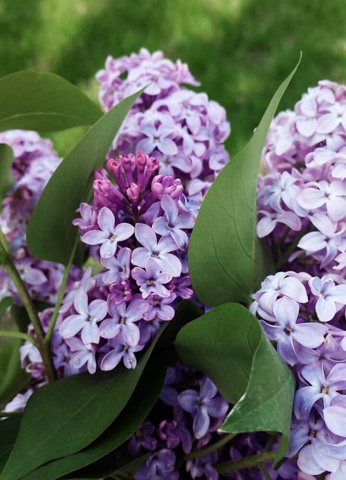 khalesea:  the air in this city smells like lilacs 