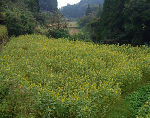 tobirama:field of sunflowers