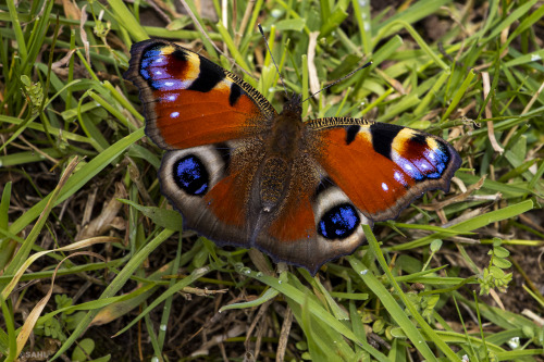 Butterfly on grass30 July 2020