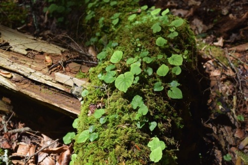 Blanton Forest State Nature Preserve