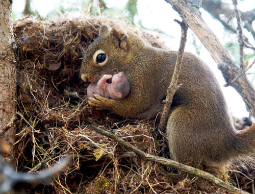 beben-eleben:
“ Photos Of Animals And Their Parents That Will Melt Your Heart
”