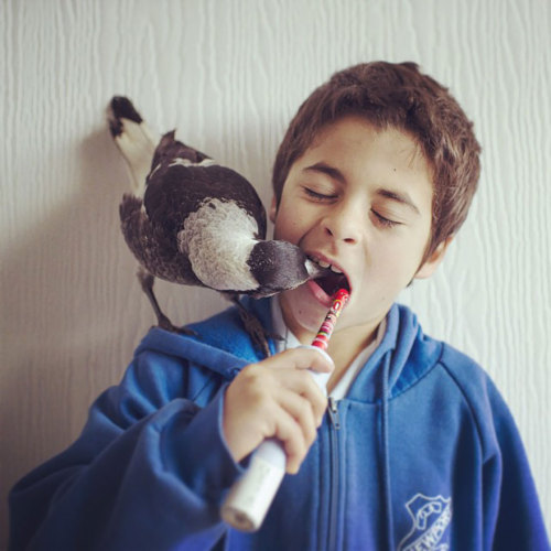 cottoncandybeast:temporaryinsanityman:boredpanda:Rescued Magpie Becomes Lifelong Friend With The Fam