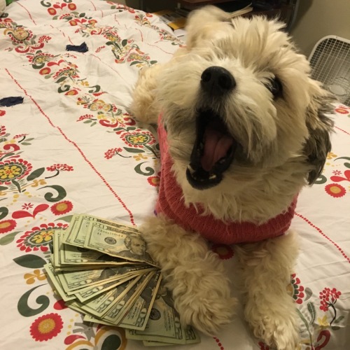 progenyofworms: reblog ca$h money pupper to thwart the demons of Capitali$m