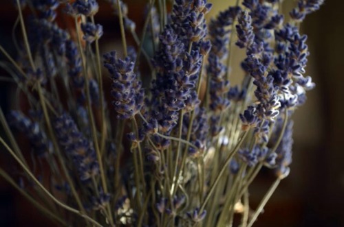 the-grey-ether:  Lavender
