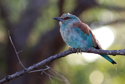 European Roller (Coracias garrulus) &gt;&gt;by Achim 