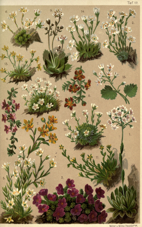 nemfrog:  Plate 17. Saxifrages. Coloured vade-mecum to the alpine flora. 1914?Internet Archive