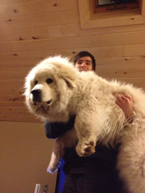 They might be big but they still enjoy a cuddle :)