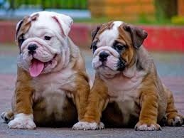 danlhowell66:  And people say bulldogs aren’t cute
