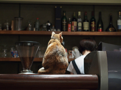 Cat Cafe (via hellangel)