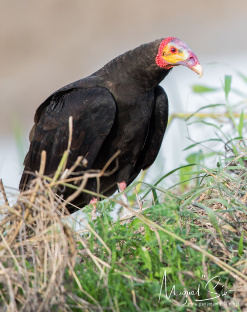 end0skeletal-undead:Lesser yellow-headed vulturePhotos byMiguel “Siu”