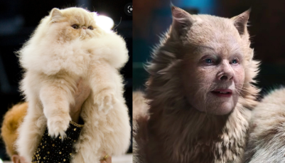 Cats 2019 As Real Cats Because Why Not. Part 2 The Queens.
