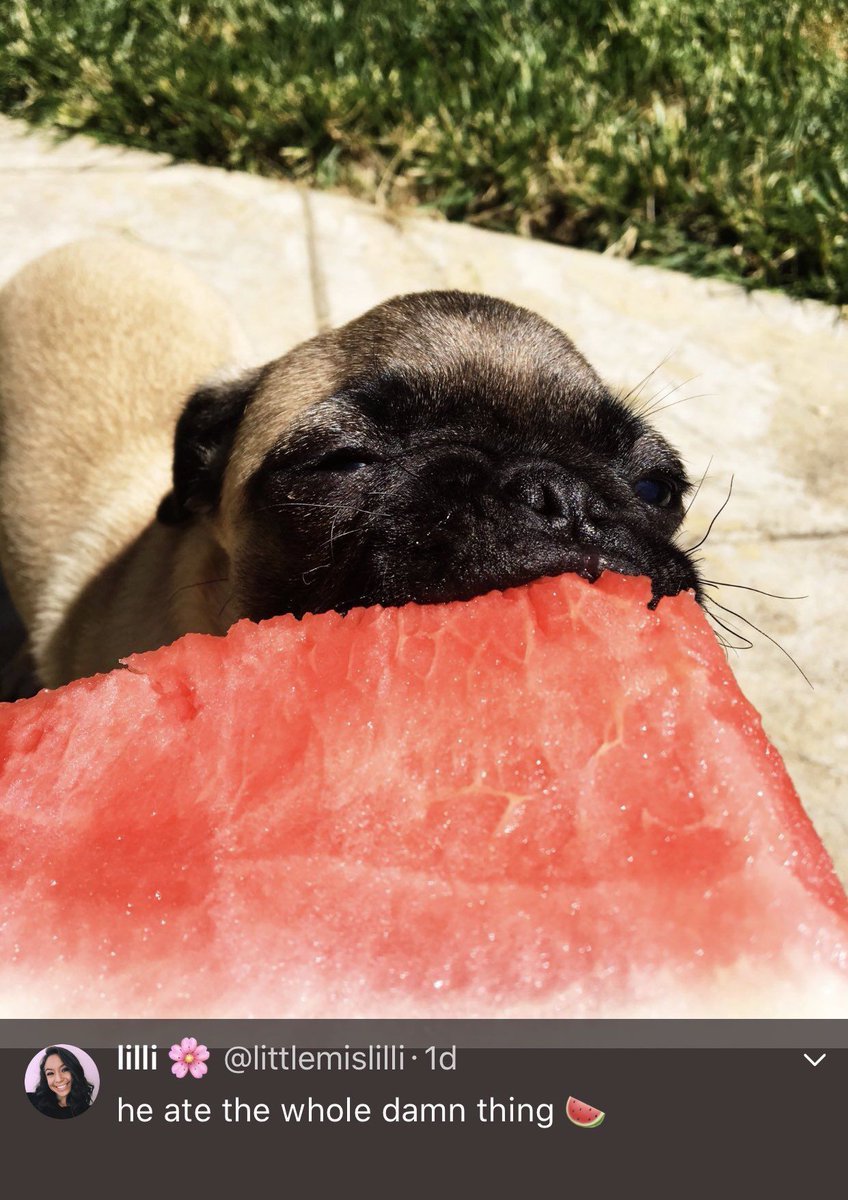 babyanimalgifs:here’s a pug eating a watermelon
