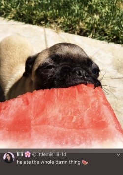 babyanimalgifs:here’s a pug eating a watermelon