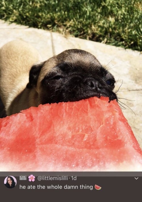 babyanimalgifs:here’s a pug eating a watermelon