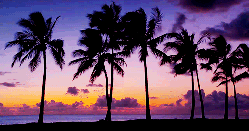 sunset nature palm trees sea california sun cool beach gif gifs - Find and  share funny GIFs on GIFsme