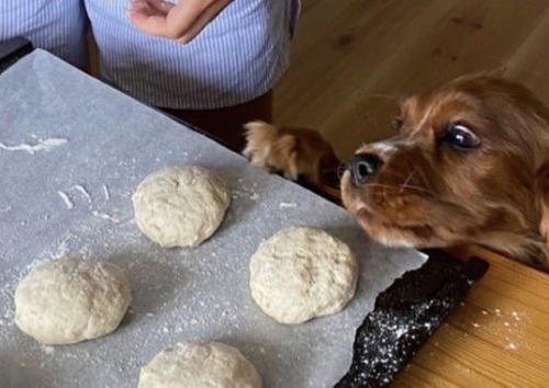happyheidi:baking season 🧁