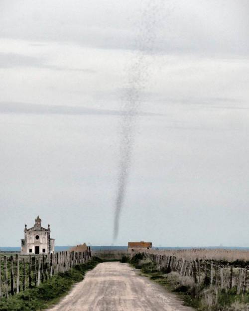 BugnadoA twister with a twist, not your usual fear inspiring supercell related funnel that we more c