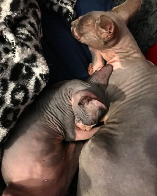 Shai is such a good big sister to everyone #shaisphynxfamily #shaishaisphynx #sphinx #sphynxkitten #