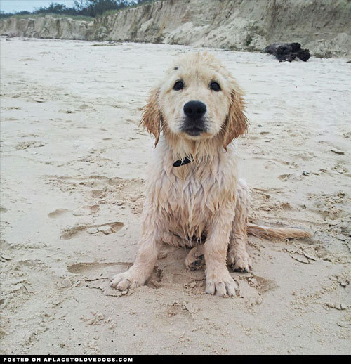 aplacetolovedogs:  Adorable Golden Retriever puppy got caught by surprise by a big wave at the beach For more cute dogs and puppies