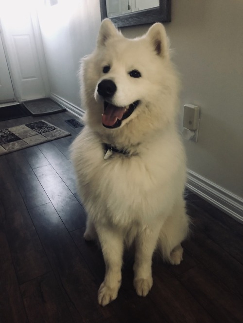 neothesamoyed:The ultimate good boy