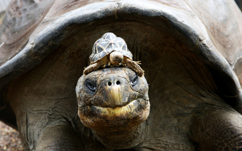 funnywildlife:Hugo the giant Galapagos tortoise gives a ride to an Indian star tortoise at the Austr