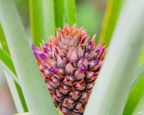 Pineapple blooms