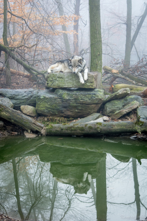 Lakota Wolves-28 by Kendra Poyner