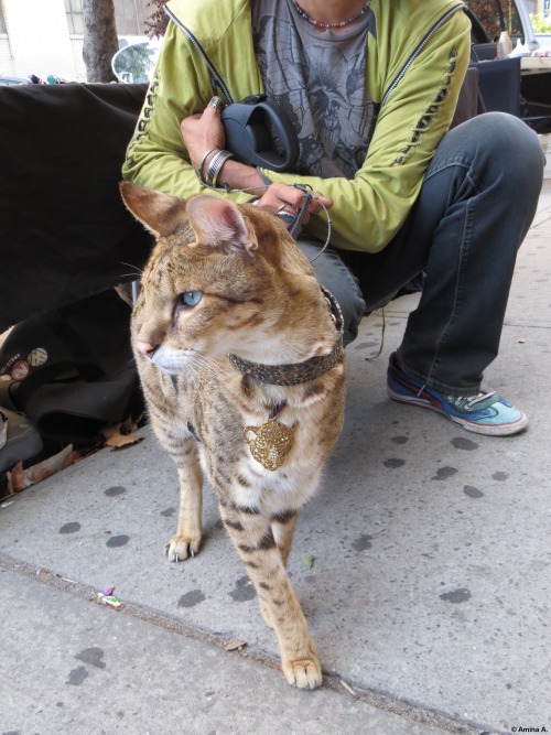 rainbowrites: imakegoodlifechoices: mostlycatsmostly: travelwedo: Guy walking his savannah cat in Br