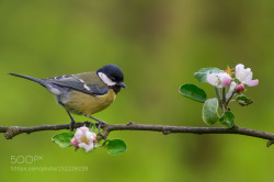 tinnacriss:  The Great Tit by gpiotr205 