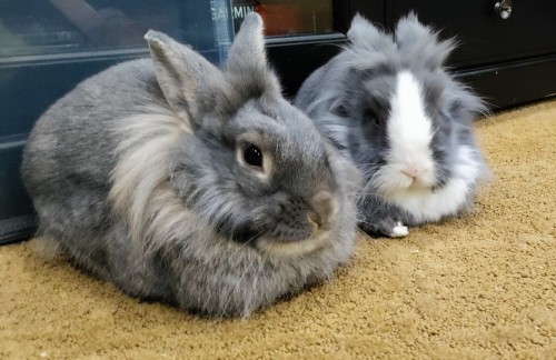 Loaves Are Buy One Get One At The Bakery Today