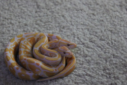 seaiguanodon:  alltailnolegs:  Today was pretty dark aaaaall day long with a heavy cold mist fog… you know those days. Mostly I kept my head down and cleaned cages. The baby bins get cleaned in pairs, so this ended up happening.  Snake snuggles! 