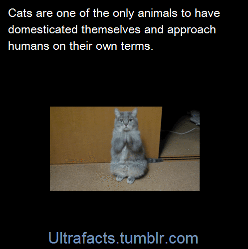 ultrafacts:  Self-domestication refers to the process of adaptation of wild animals to humans, without direct human selective breeding of the animals. Wild animals may self-domesticate when tame behaviour enhances their survival near humans. Tolerating