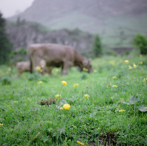 definitelydope:  all around the alps (by manyfires)