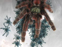 adorablespiders: female Pink Toe  Avicularia