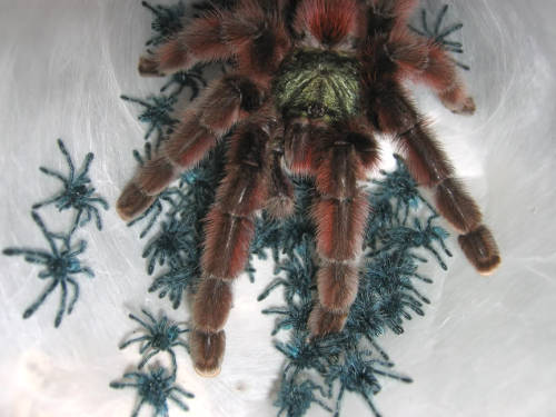 seawitchintraining:adorablespiders:female Pink Toe  Avicularia versicolor with her spiderlings!image