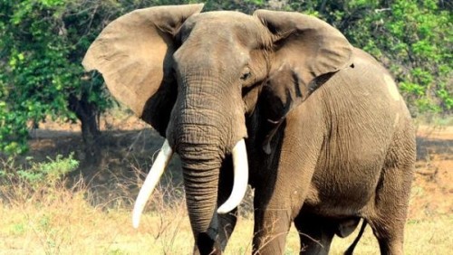 22 more elephants killed by cyanide in Zimbabwe By Robyn Kriel and Briana Duggan via CNN National pa