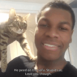 kaity–did:verifascinating:John Boyega has a cat. I’m happy.LOOK AT THE CATS FACE “OMG HE KNOWS”