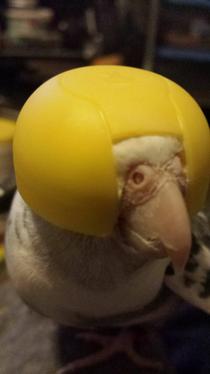 aleksthetiel:  I PUT THE TOP HALF OF A KINDER EGG CAPSULE ON ALEKS HEAD AND HE’S JUST SITTING HERE SINGING