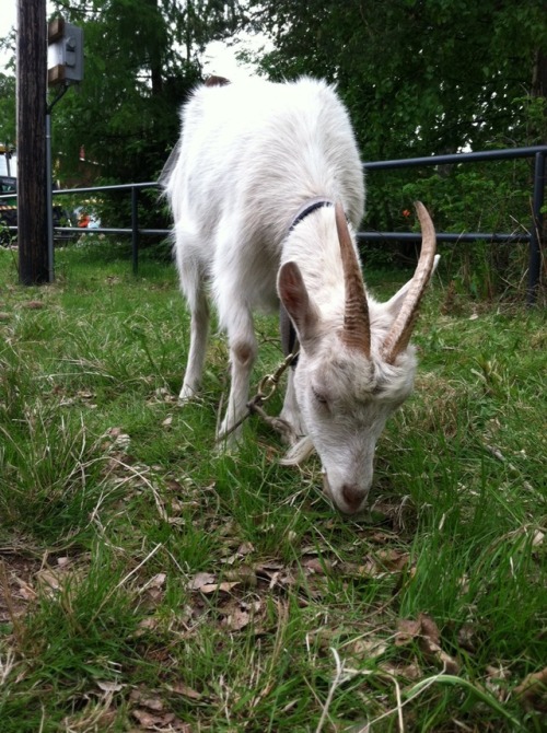 We went to this Open Villages (Avoimet Kylät) event last weekend and one had a traveling petting zoo