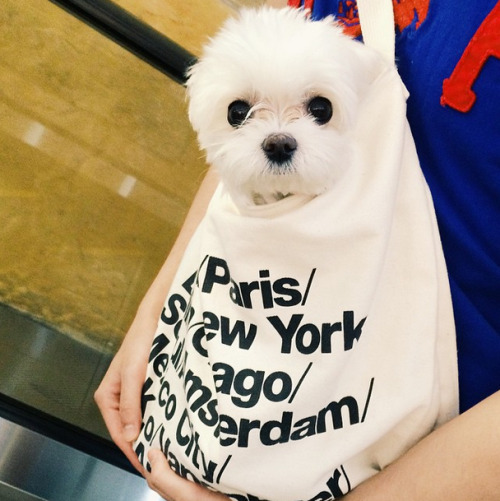 americanapparel:From LA to Seoul. Made in the USA. @yusunwoooCities Bag by American Apparel