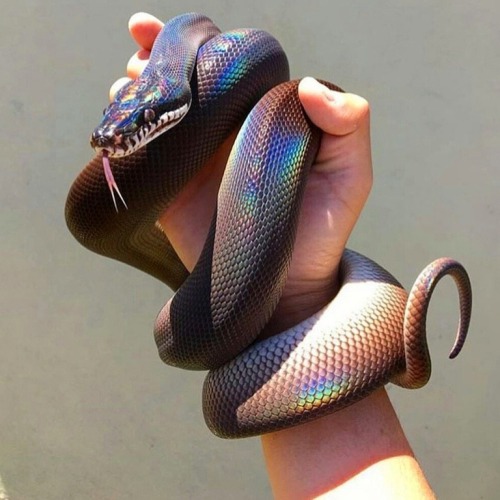 XXX sixpenceee:  These iridescent snakes are photo