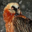 b3ardedvulture