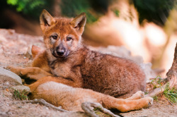 tigerpaw-s:  Lying wolf pup (by Tambako the Jaguar) 
