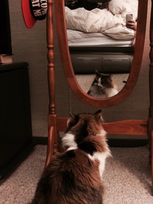 rihannoyed:caught my cat looking at herself in the mirror