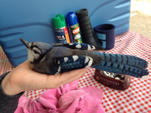 lotsandlotsofbirds: bearzerky: tishue: birb OHHHHHHHHHH!!!! a handful of pudding