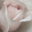 rosescupcakes