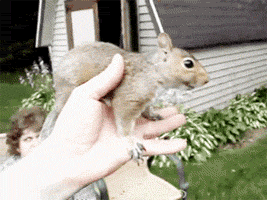 awwww-cute:  Friendly squirrel 
