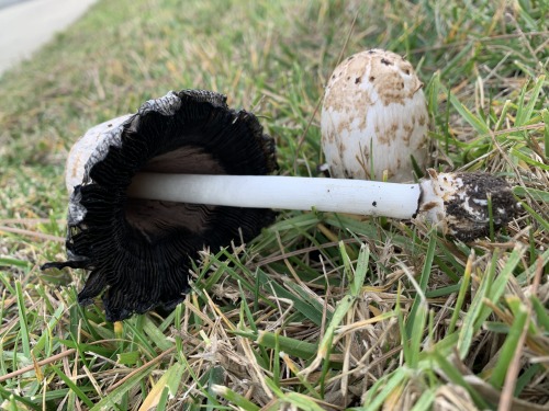 Coprinus comatus commonly known as a Shaggy Mane or Shaggy Ink Cap. The two mushroom pictured are at